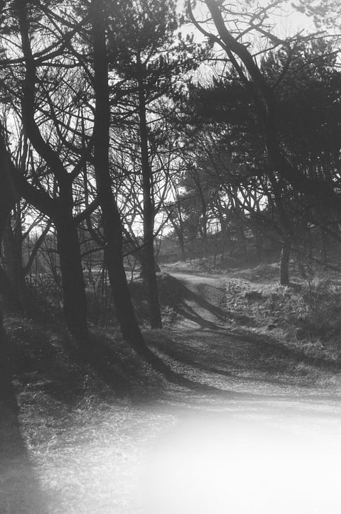 Sunlit dirt path winding through silhouetted pine trees in soft black-and-white woodland light.