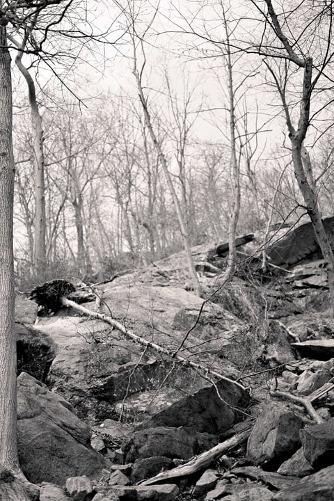 Bare winter trees growing from a rocky, boulder-strewn hillside in soft black-and-white light.
