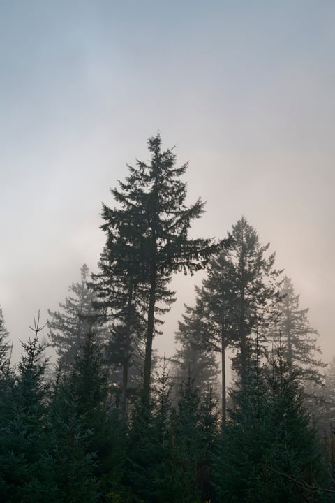 Tall conifer trees rising into pale morning mist beneath a soft grey sky.