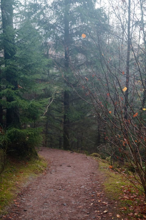 A winding earthen path through a misty evergreen forest with bare branches holding a few orange autumn leaves.