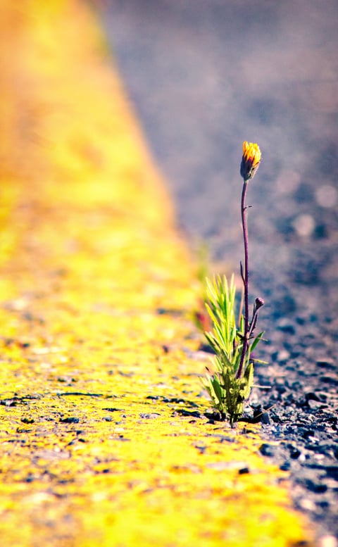 A small plant stem silhouetted against warm yellow and orange light.