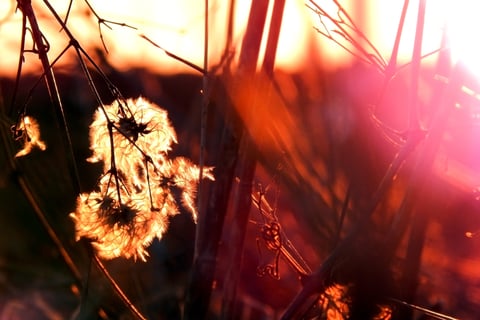 Warm abstract light passing through dried plants.