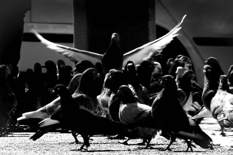 Black and white stage scene with dancers performing before an audience.