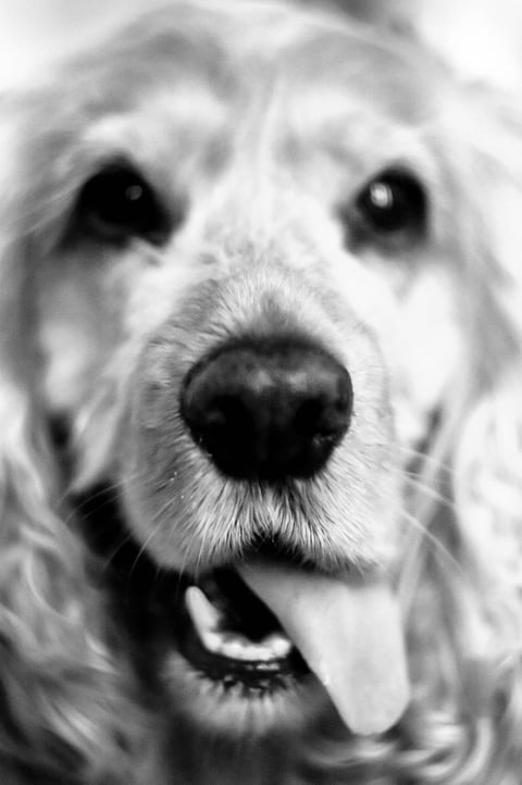 Black and white close-up portrait of a dog looking into the camera.