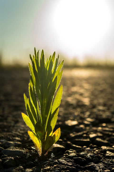 A small green plant shoot backlit by bright sunlight.
