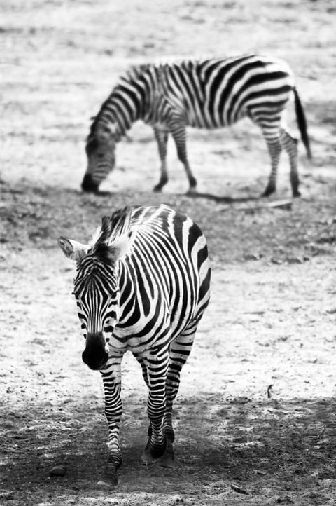 Two zebras walking across a black and white landscape.