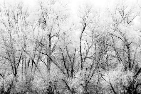 Bare winter trees fading into a pale snowy background.